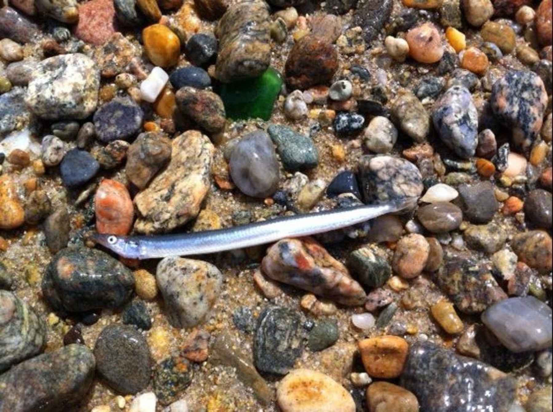 Sand Eel | Hatch Magazine - Fly Fishing, etc.